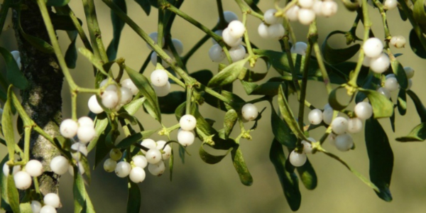 우리 몸은 염증부위를 치유하기 위해 면역체계를 활성화시킨다.